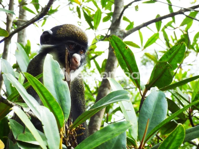 Singe curieux dans la canopée tropicale