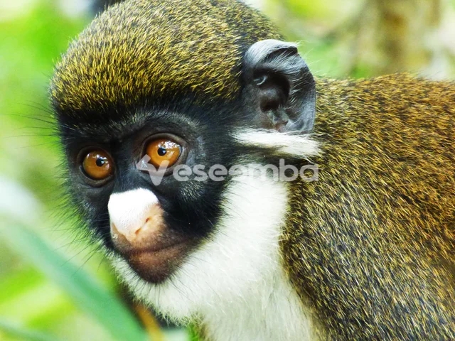 Singe