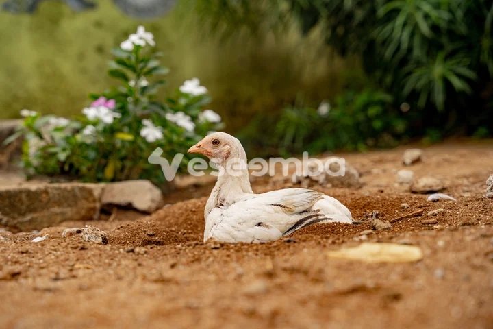 Une poule