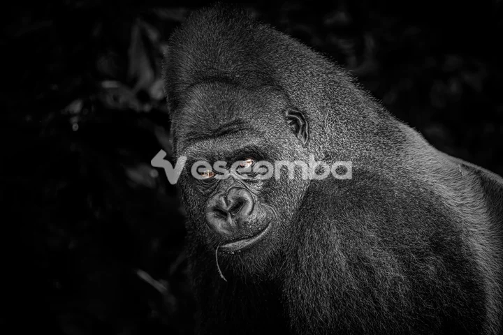 Les gorilles du Congo