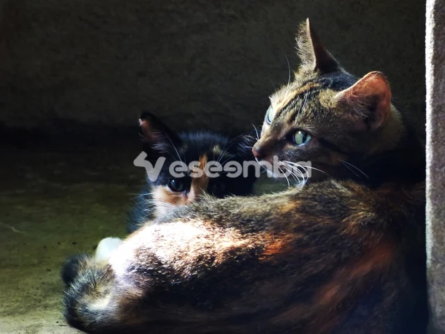 Chat