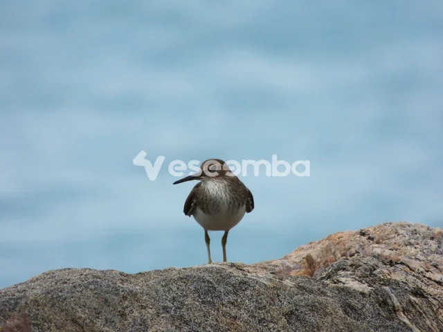 Oiseau