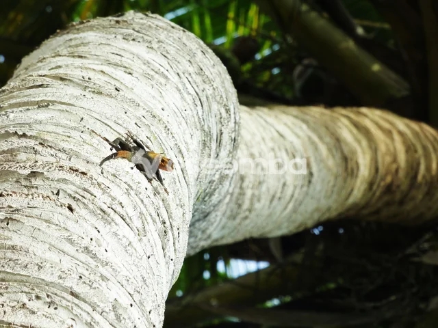 Reptile tropical sur écorce ivoirienne