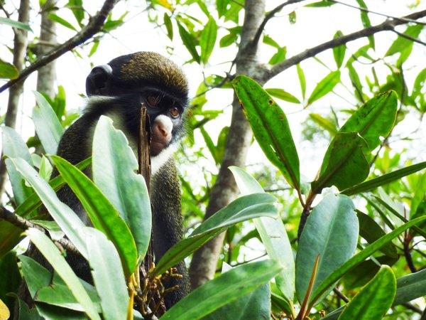 Singe curieux dans la canopée tropicale