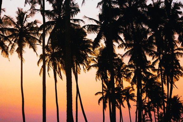 Palmiers au coucher du soleil tropical