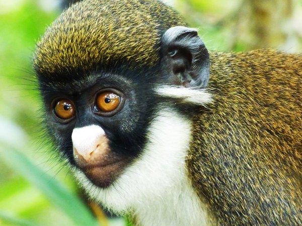 Singe