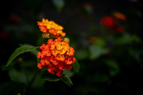 Fleur de Lantana