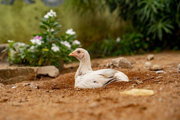 Une poule
