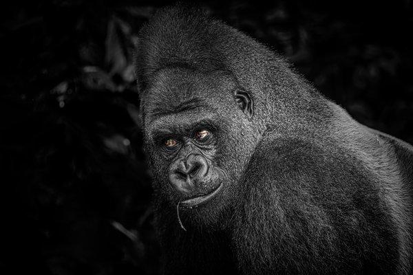 Les gorilles du Congo