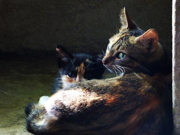 Chat