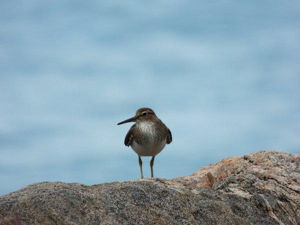 Oiseau
