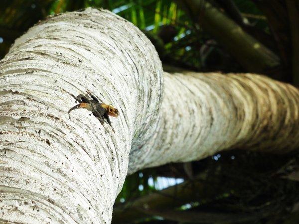 Reptile tropical sur écorce ivoirienne