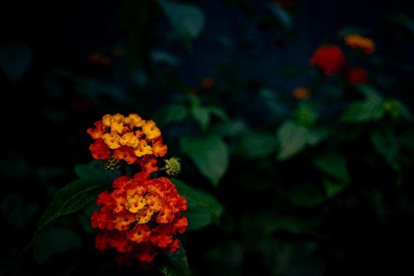 Fleur de Lantana