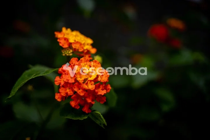 Fleur de Lantana