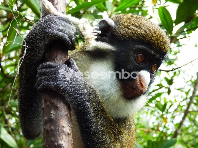 Singe tropical agrippé à sa branche
