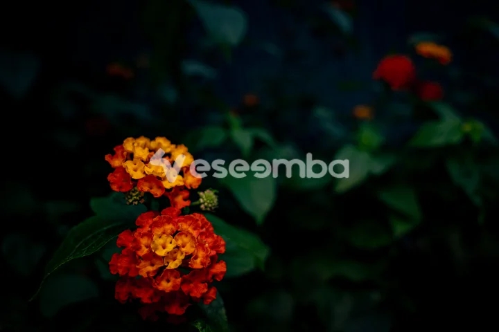 Fleur de Lantana